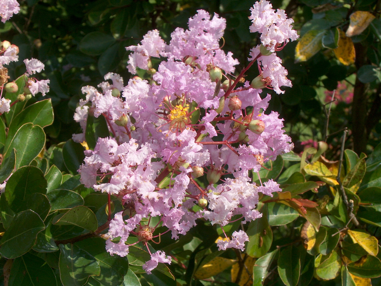 Online Plant Guide - Lagerstroemia indica Cordon Bleu  Cordon Bleu 